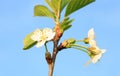 Flowering young cherry tree