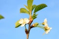 Flowering young cherry tree