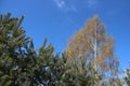 Pine Forest.  Plants Budding Young Green Leaves In Spring Royalty Free Stock Photo