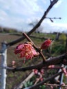 Flowering of a young peach in aperel