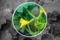 A flowering young plant in the garden. Cultivation and harvesting of cucumbers