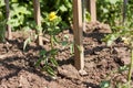 A flowering young tomato plant growing in a garden Royalty Free Stock Photo