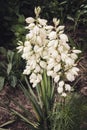 Flowering yucca plant with white flowers and green dagger-shaped leaves Royalty Free Stock Photo