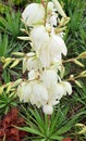 flowering yucca white flowers in summer