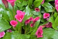 Flowering Zantedeschia sp. or Calla Lily plants with vibrant red infloresences Royalty Free Stock Photo