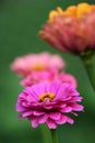 Flowering zinnias