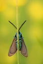 Flowering Zygaenidae 2