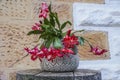 Flowering zygocactus, Schlumbergera truncata in a pot