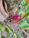 FloweringTillandsia ionatha Fuego