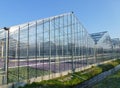 Floweriung plants in a glasshouse