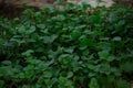 Flowerless shrubs and green leaves. black background. Royalty Free Stock Photo