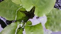 Flowerless water jasmine leaves grow in the pond reflecting on the clouds Royalty Free Stock Photo