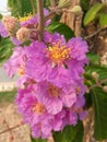 Lagerstroemia speciosa tar