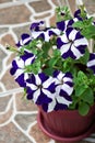 Flowerpot with bicolored petunia