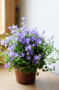 Flowerpot with bluebells Royalty Free Stock Photo