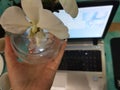 Flowers, flowerpot, computer, colored orchid ice