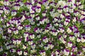 Flowerpot with dwarf pansy flowers Royalty Free Stock Photo