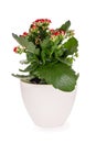 Flowerpot with flowering Christmas kalanchoe on a white background