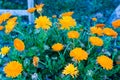 A flowerpot full of flowers in a garden Royalty Free Stock Photo