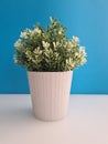 Flowerpot with green flowers and white pistils on a blue background Royalty Free Stock Photo