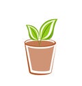 Flowerpot with green leafs plants