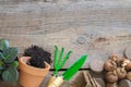 Flowerpot, garden equipment for pot plants and bulbs of spring flowers. Copy space for text. Top view Royalty Free Stock Photo