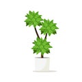 Flowerpot for home gardens, park and room decoration.