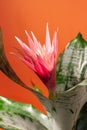 flowerpot houseplant aechmea foliage, big pink decorative flower in clay pot, exotic indoor gardening, love for plants concept Royalty Free Stock Photo