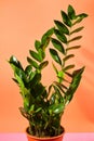 Flowerpot houseplant Zanzibar gem or emerald palm in studio on plain colorful free space