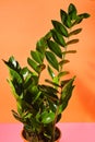 Flowerpot houseplant Zanzibar gem or emerald palm in studio
