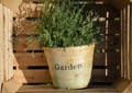 Flowerpot inside wooden box Royalty Free Stock Photo