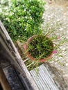 Flowerpot with little flowers. Window flowerpot. Royalty Free Stock Photo