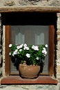 Traditional Old House Flowerpot Window Royalty Free Stock Photo