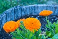 A flowerpot of an orange Calendula flowers