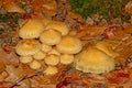 Flowerpot parasol mushrooms - Leucocoprinus birnbaumii