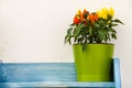 Flowerpot hot peppers on wooden shelf blue