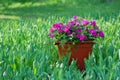 Flowerpot with petunia flowers and green leaves