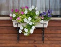 Flowerpot with petunia on the village window