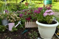 Flowerpot with phlox flower, watering can and petunia sprouts by flowerbed outside in the garden