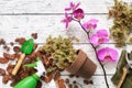 Flowerpot, pine bark, expanded clay, moss and shovel for planting orchids in a pot