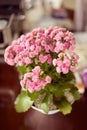 Flowerpot with pink flowers Royalty Free Stock Photo