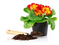 Flowerpot with red flowers and soil in shovel