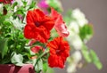 Flowerpot with red petunia