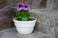 Flowerpot on the stairs,petunia flower pot on the stairs, petunia purple flower Royalty Free Stock Photo