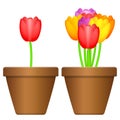 Flowerpot and tulips