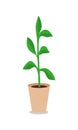 Flowerpot Vector Illustration in Flat Design