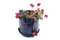 Flowerpot of wilted flowers Royalty Free Stock Photo