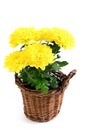 Flowerpot of yellow chrysanthemum flowers Royalty Free Stock Photo