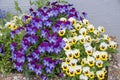 Flowerpot with yellow and purple violas