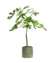 Flowerpot with young fig tree Royalty Free Stock Photo